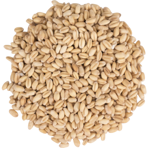Briess White Wheat Malt - 1 oz