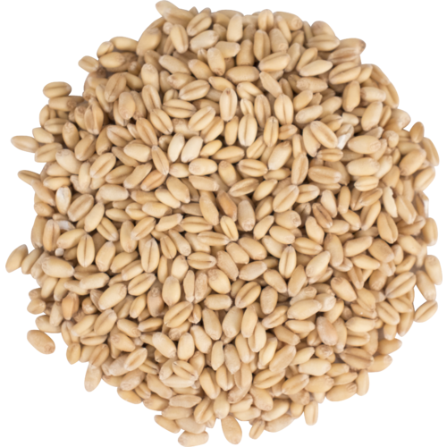 Briess White Wheat Malt 1lb