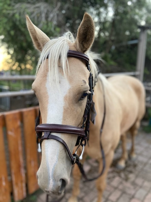 Bonzer Bridle plain shape NB&BB Dark Brown with reins