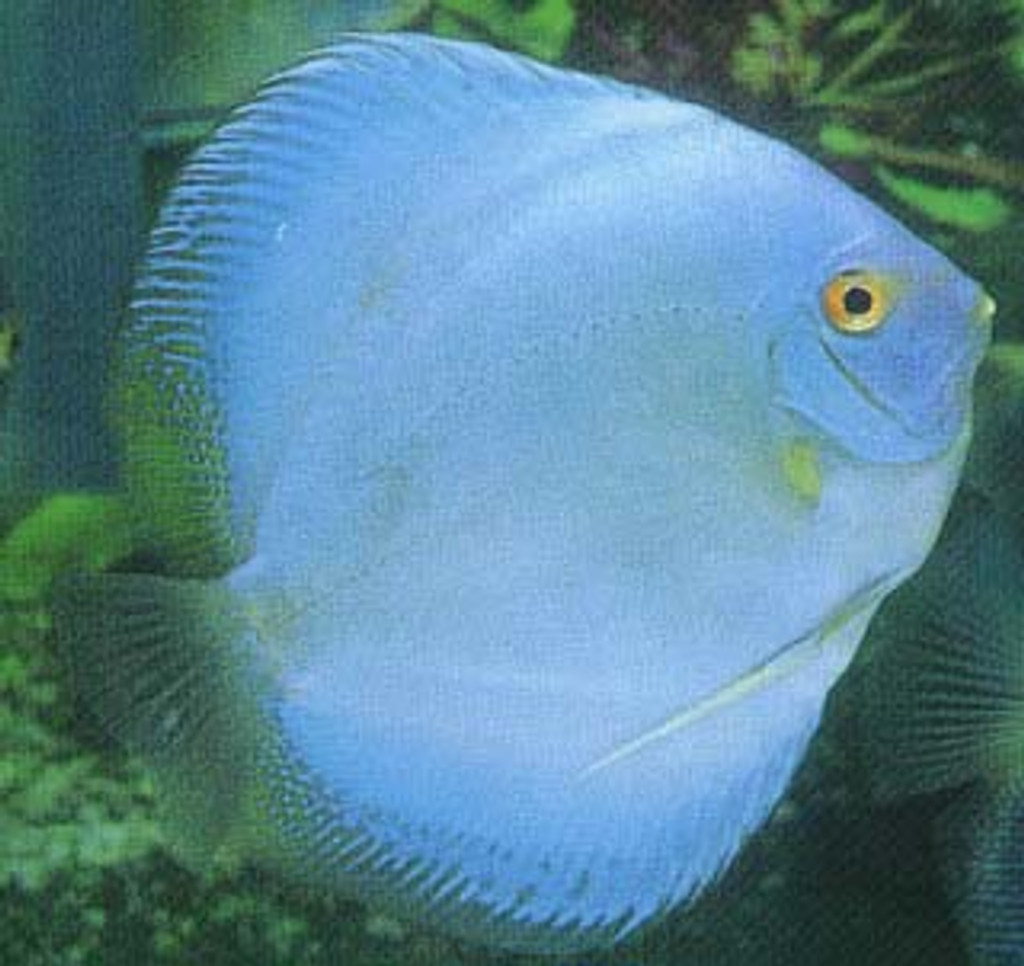  Hi Fin Saphire Blue Diamond Discus Fish 3 inch