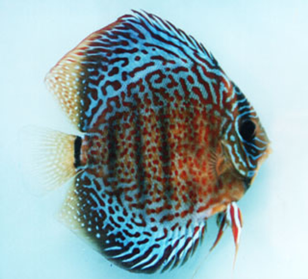 red discus fish