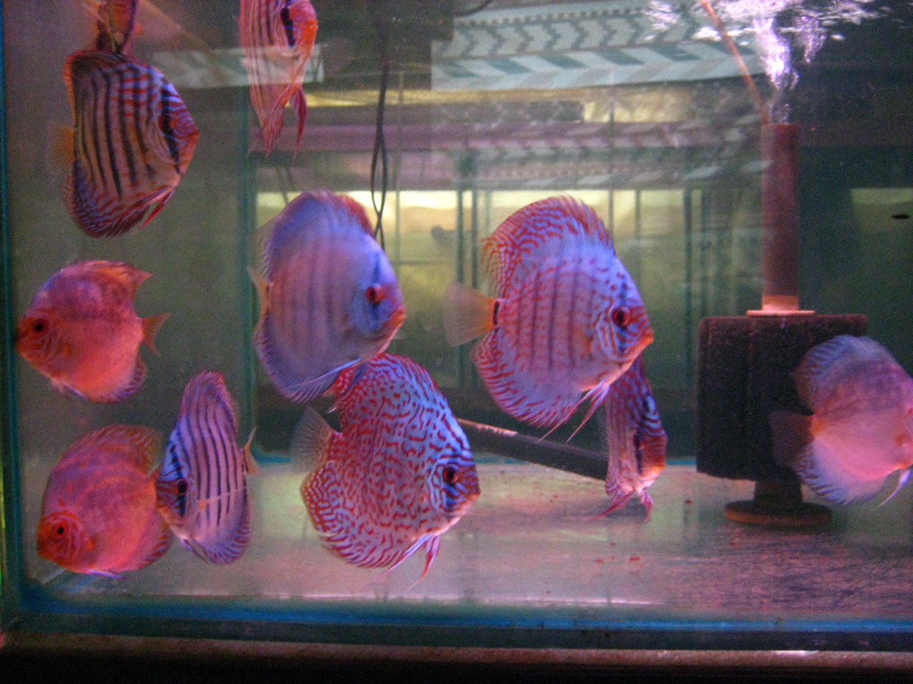 Mac's Discus Fish for Sale - Free Shipping & Live Arrival