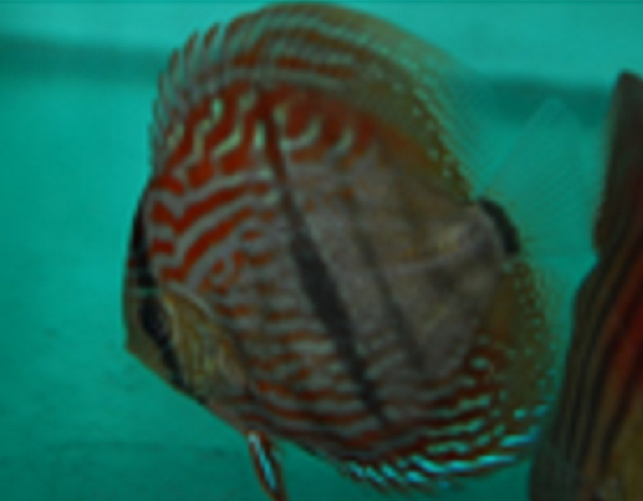 Discus Fish Unique Colors Mac's Discus Fish For Sale
