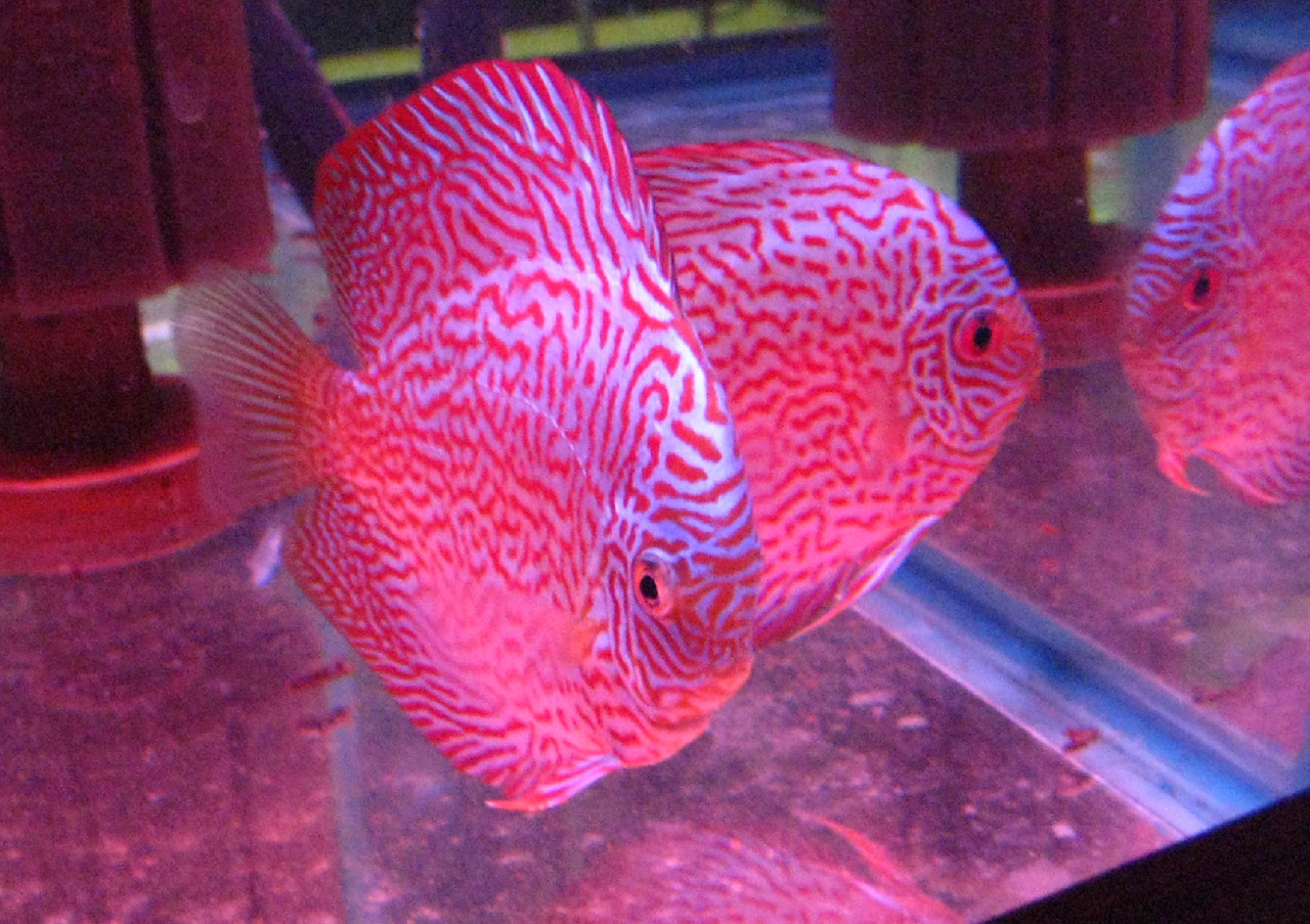 Mac's Discus Fish for Sale Free Shipping & Live Arrival