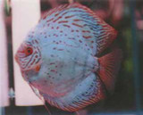 HB Great Blue Discus