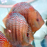 Wild Red Spot Green Discus Fish 3 inch 