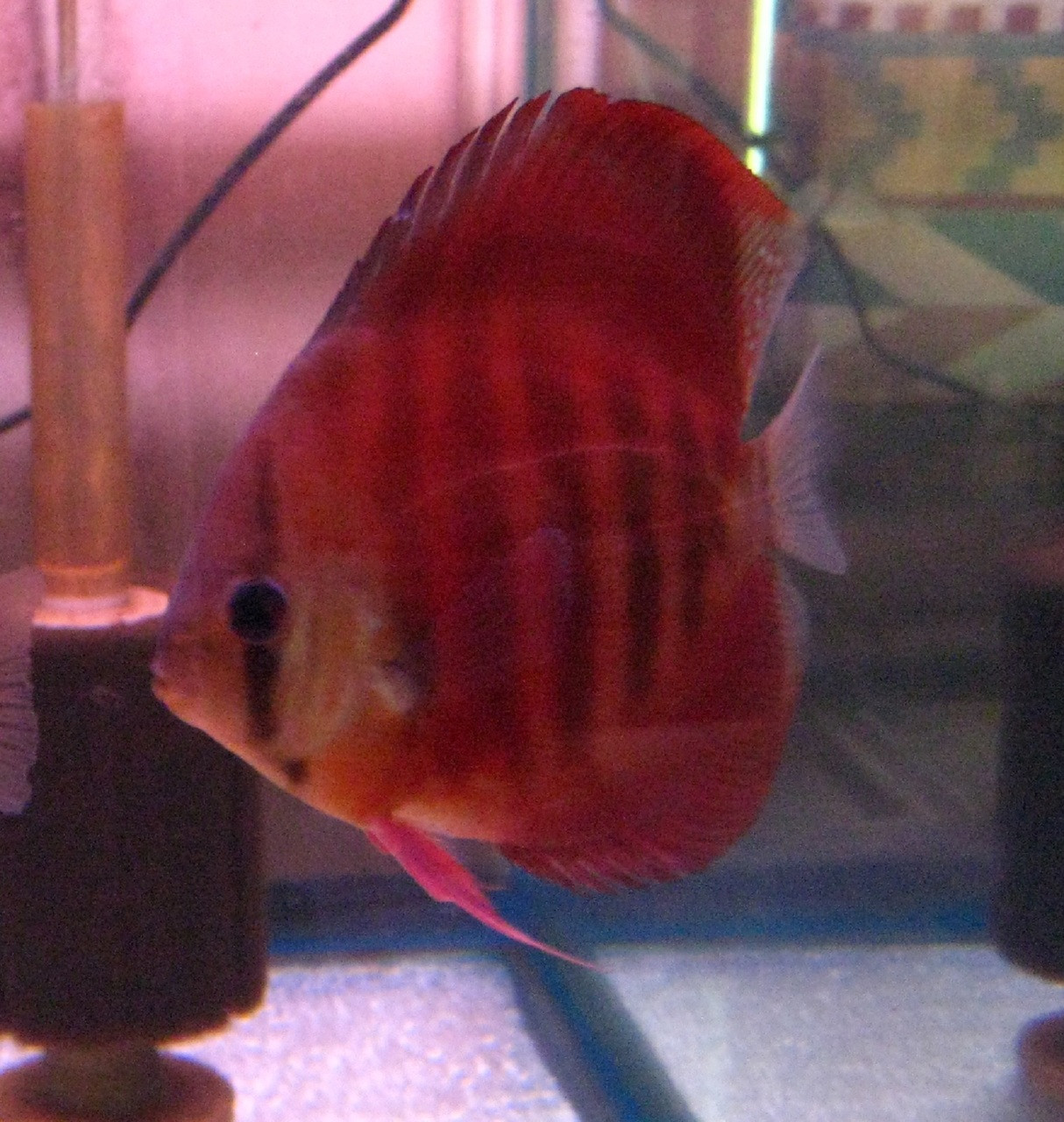 Mac's Discus Fish for Sale Free Shipping & Live Arrival