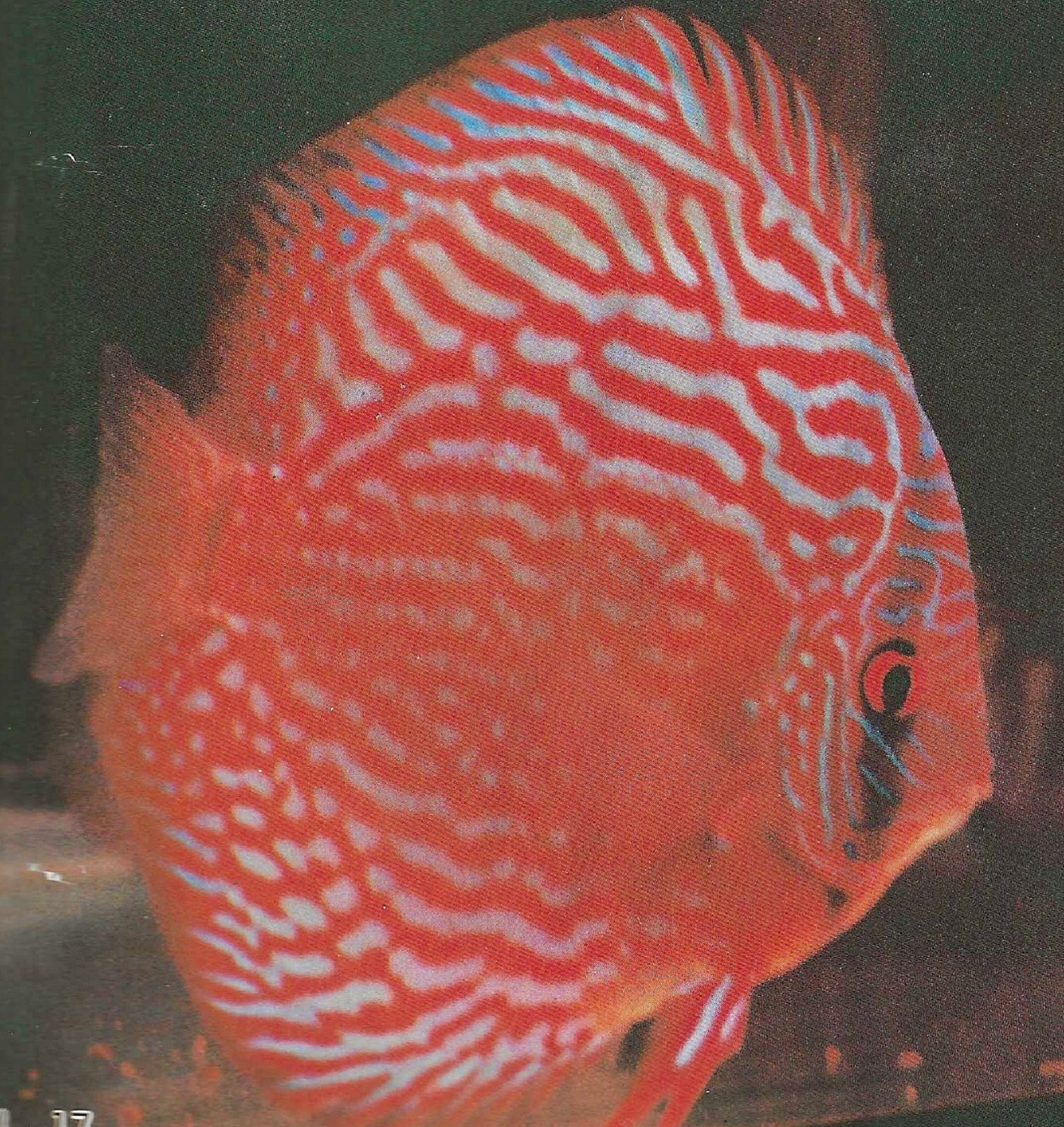 Looking For White Discus Fish For Sale? Mac's Discus