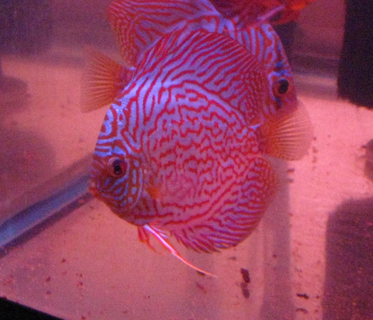 Mac's Discus Fish For Sale Free Shipping & Live Arrival Guarantee!