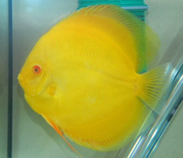 Lemon Yellow Diamond Discus Fish 2.5 inch