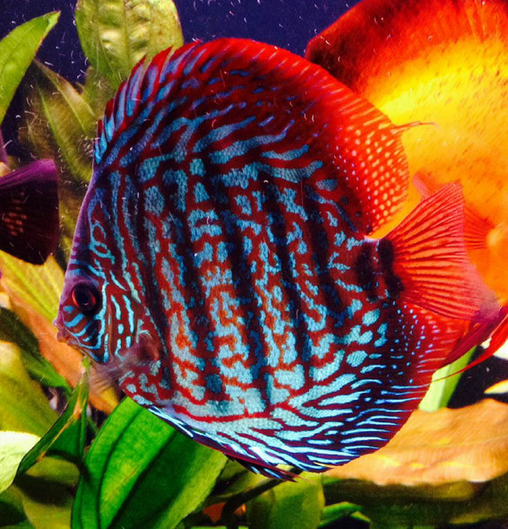 Galaxy Red Turquoise Discus Fish  2.75 inch