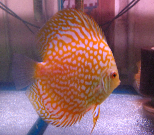 Yellow Checkerboard Discus Fish  3 inch