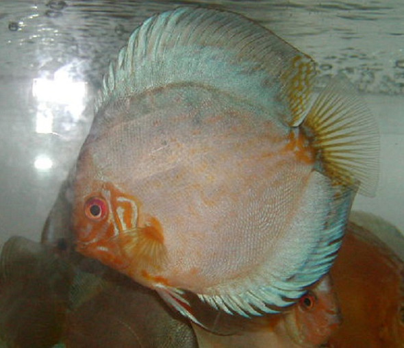 Pearl Knight Discus Fish  3 inch