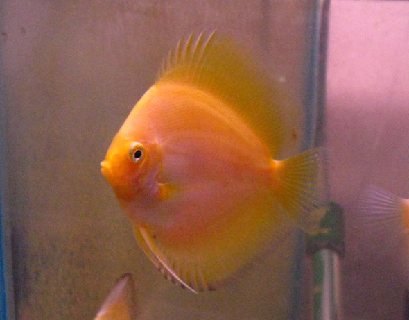 Lemon Drop Yellow Discus Fish 2.75 inch