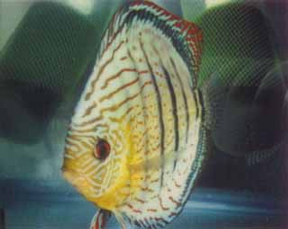 Peruvian Green Discus Fish 2.75 inch