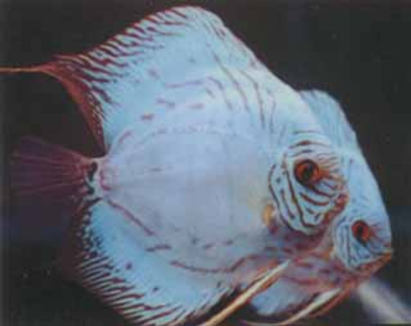 Hi-Fin Cobalt Discus Fish 2.5 inch