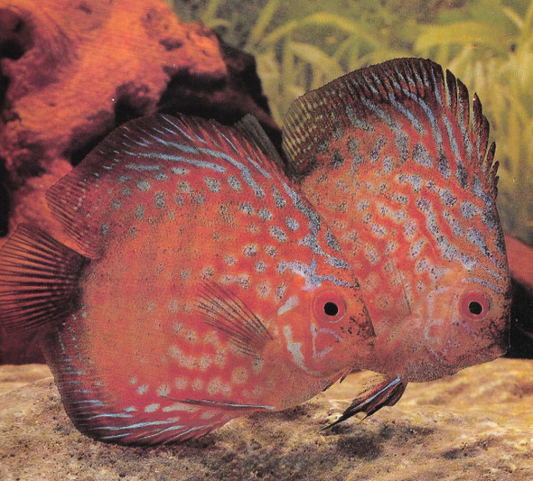 Pigeonblood Discus Fish  3 inch