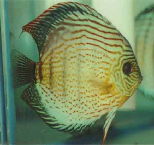 Lake Tefe' Green Discus Fish 2.75 inch