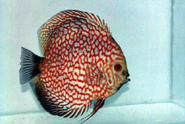 Blood Red Tiger Pigeon Discus Fish  2.5 inch