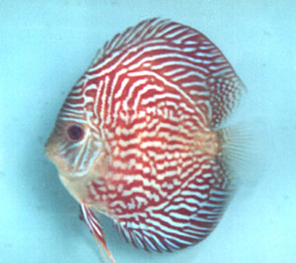 Red Eagle Discus Fish 3 inch
