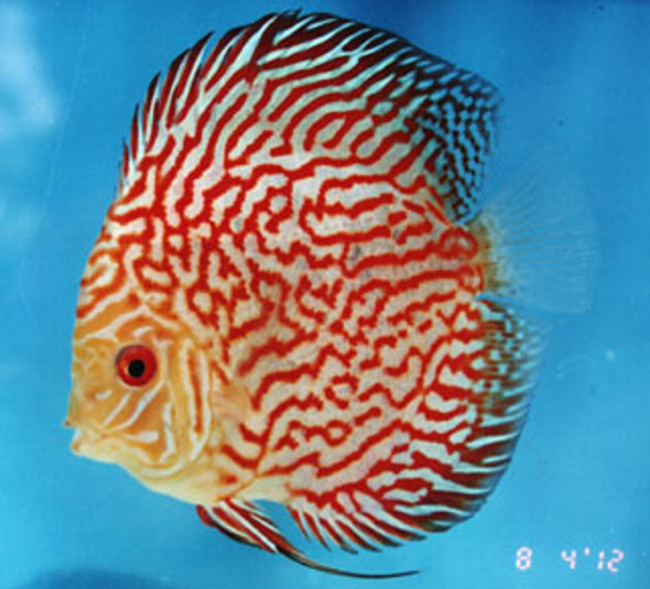 Red Ribbon Pigeon Discus Fish  3 inch