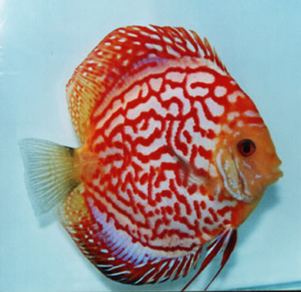 Red Dragon Discus Fish  2.5 inch