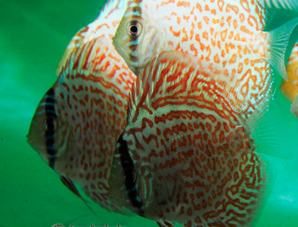 Ring Leopard Discus Fish 3 inch