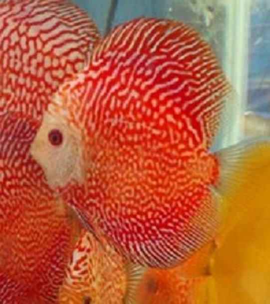 Fire Red Snake Discus Fish 2.5 inch