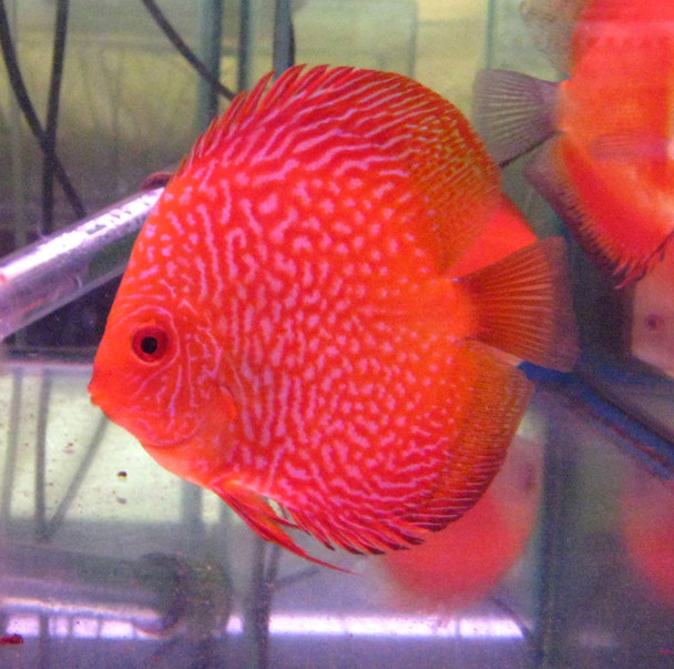 Golden Red Snake Discus Fish 3 inch