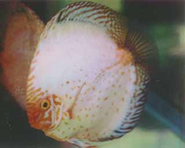White Dragon Discus Fish  3 inch