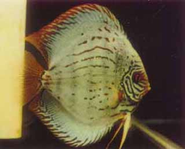 Hi Fin Asian Turquoise Discus Fish 2.75 inch