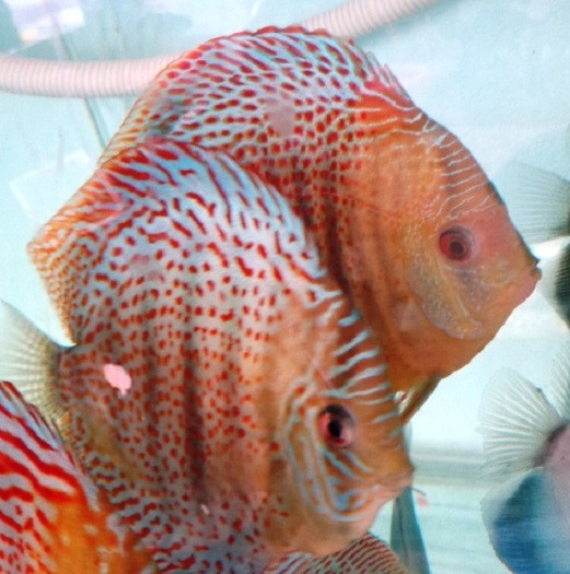 Wild Red Spot Green Discus Fish 2.75 inch 