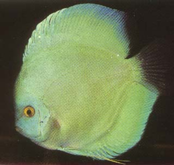 Hi Fin Ocean Green Discus Fish 2.75 inch
