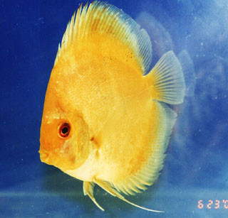 Thai Yellow Discus Fish 3 inch