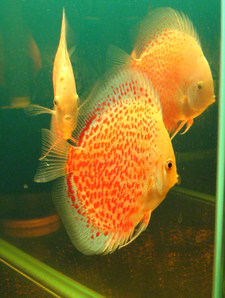 Snow Leopard Discus Fish  3 inch