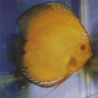 Mac's Discus Fish for Sale Free Shipping & Live Arrival