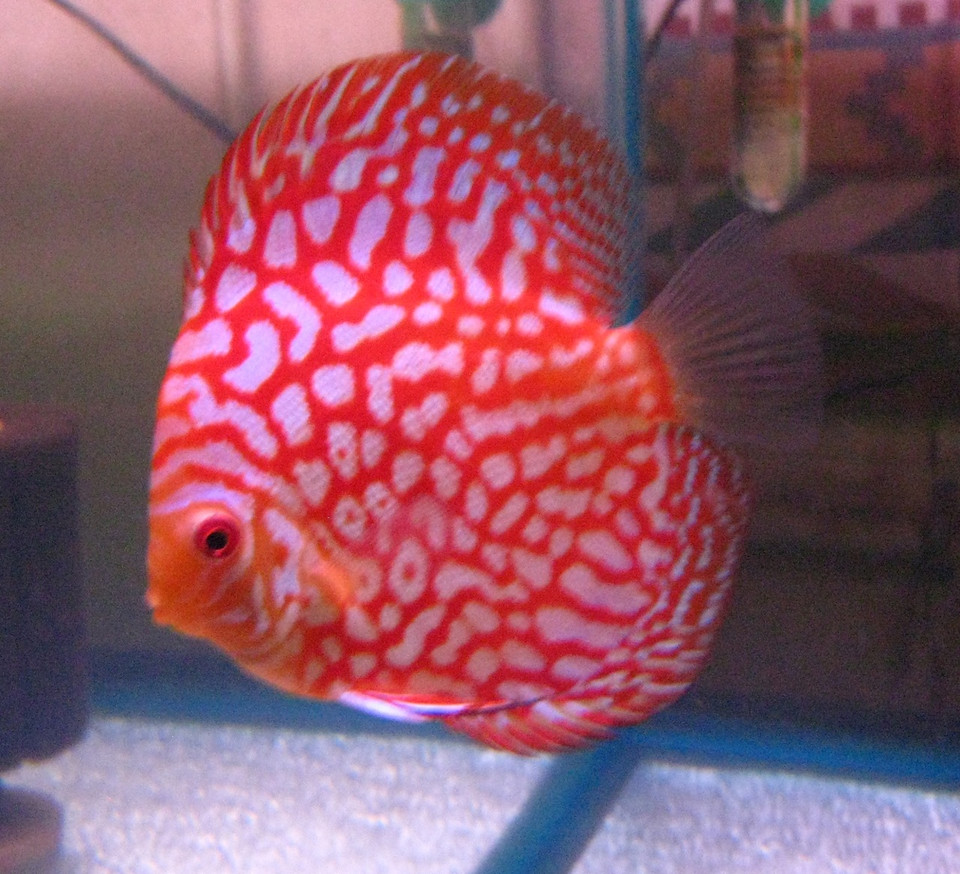 Amazing Red Discus Fish For Sale Mac's Discus