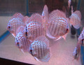 German Turquoise Discus Fish 2.5 inch