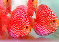 Red Panda Discus Fish  2.5 inch