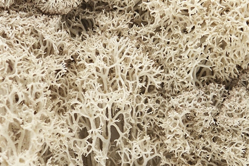 Woodland Scenics L166 Lichen Bag - Natural