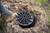 16" Footing Pad 16" Footing Pad