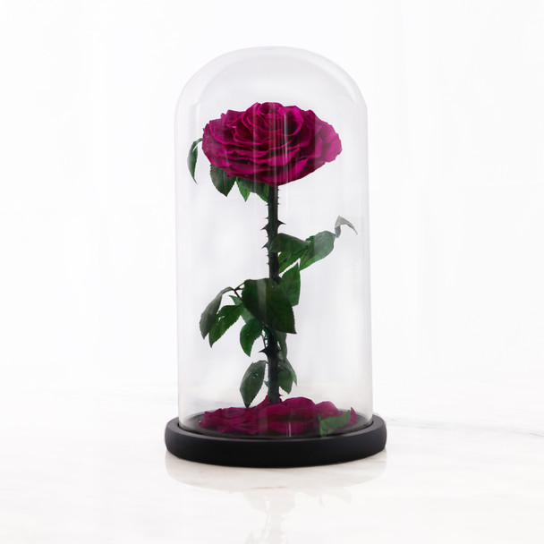 Vistara Timeless Rose -  Natural 30cm Purple Preserved Rose Mother's Day Wedding Gift Vistara Timeless Rose -  Natural 30cm Purple Preserved Rose Mother's Day Wedding Gift