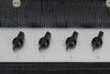 Xits X10 15-Watt 1 x 12" Combo 2011 (Used)