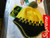 Supreme Predator Beanie Earflap Black/Yellow FW19 – Split Logo Winter Hat for Cold-Weather Style