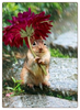 Chipmunk Get Well Card