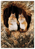 Chipmunk Romance Card