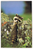 Miss You Raccoon Card