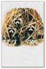 Three Raccoons Blank Card