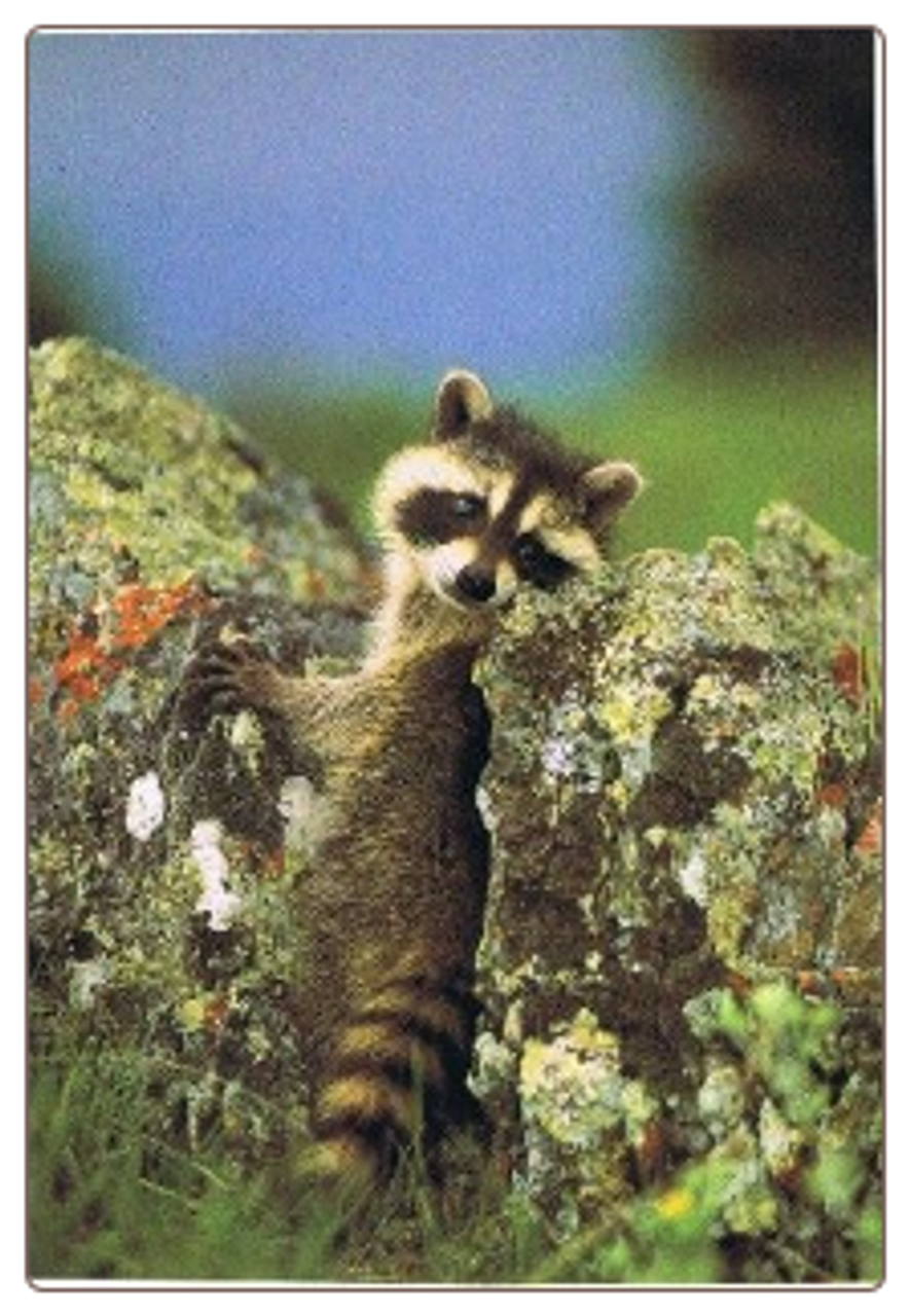 Miss You Raccoon Card