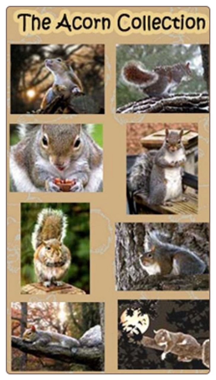 Acorn Collection Squirrelly Note Cards
